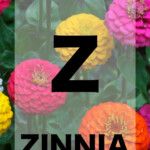 26 Names Of Flowers In Alphabetical Order To Teach Your Kiddo