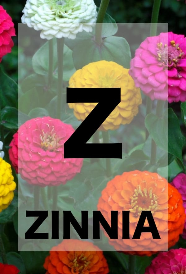 26 Names Of Flowers In Alphabetical Order To Teach Your Kiddo